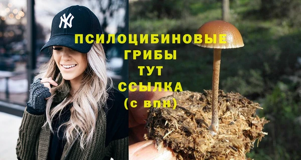 шишки Беломорск